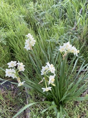 Narcissus tazetta
