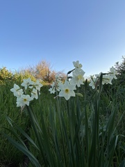 Narcissus tazetta