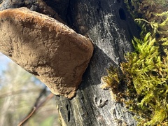 Phellinus igniarius