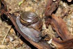 Helminthoglypta traskii