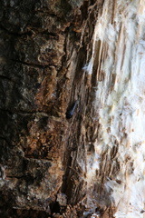 Sepedophilus