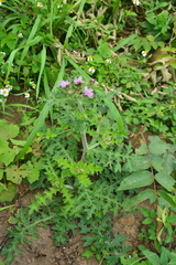 Cirsium japonicum australe