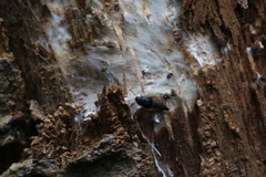 Sepedophilus