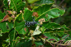 Anoplophora