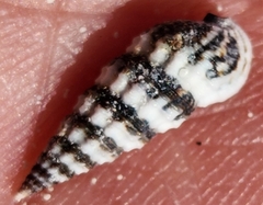 Lampanella minima