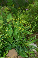 Bupleurum kaoi