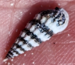 Lampanella minima