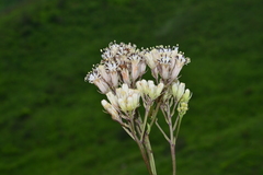 Syneilesis hayatae