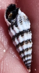 Lampanella minima