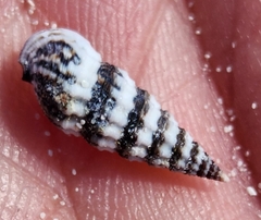 Lampanella minima