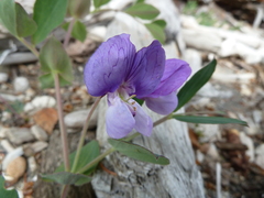 Lathyrus japonicus