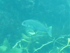 Caulolatilus princeps