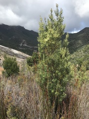 Persoonia muelleri angustifolia