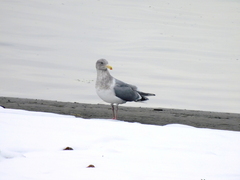 Larus glaucescens × occidentalis