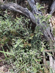 Opercularia hispida