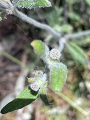 Opercularia hispida