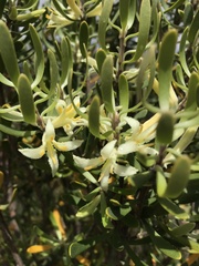 Persoonia muelleri angustifolia