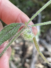 Opercularia hispida