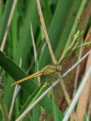 Crocothemis nigrifrons