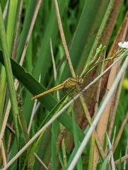 Crocothemis nigrifrons