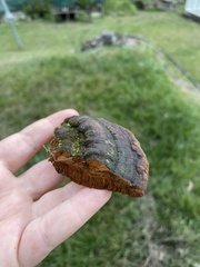Phylloporia