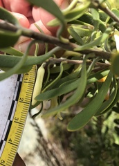 Persoonia muelleri angustifolia