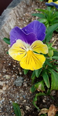 Viola × williamsii