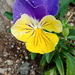 Viola × williamsii - Photo (c) Hua Wan, μερικά δικαιώματα διατηρούνται (CC BY-NC), uploaded by Hua Wan