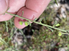 Phyllanthus mitchellii