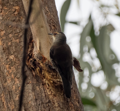 Climacteris erythrops