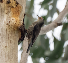 Climacteris erythrops