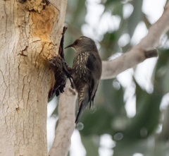 Climacteris erythrops