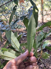 Litsea acuminata
