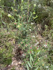 Pimelea linifolia linifolia