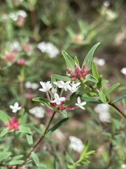 Pimelea linifolia linifolia