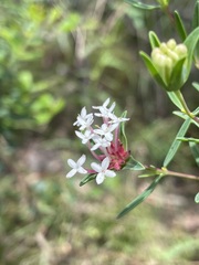 Pimelea linifolia linifolia