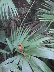 Baryphthengus martii