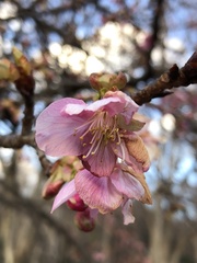 Prunus serrulata