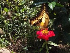 Heraclides thoas autocles