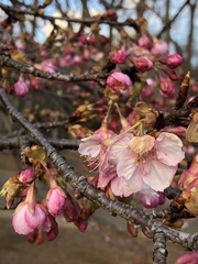 Prunus serrulata