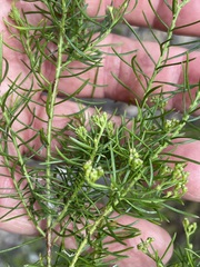 Platysace ericoides