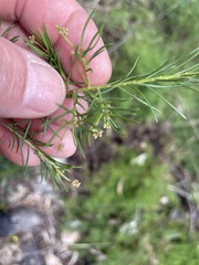 Platysace ericoides