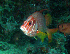 Sargocentron spiniferum