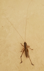 Conocephalus albescens