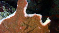 Petrosia pellasarca
