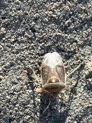 Chlorochroa