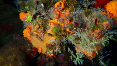 Hyattella cavernosa