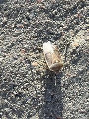 Chlorochroa