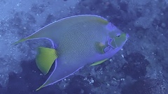 Holacanthus ciliaris