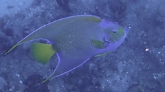 Holacanthus ciliaris